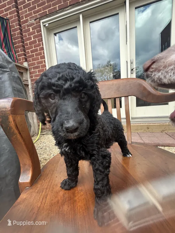 Anora – Poodle - Standard  puppy for sale in Baltimore, MD