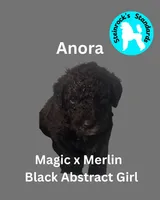 Anora, a female Poodle - Standard  for sale in Baltimore, MD – Photo 3 of 3