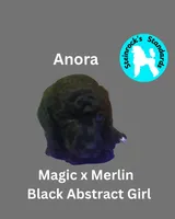 Anora, a female Poodle - Standard  for sale in Baltimore, MD – Photo 2 of 3