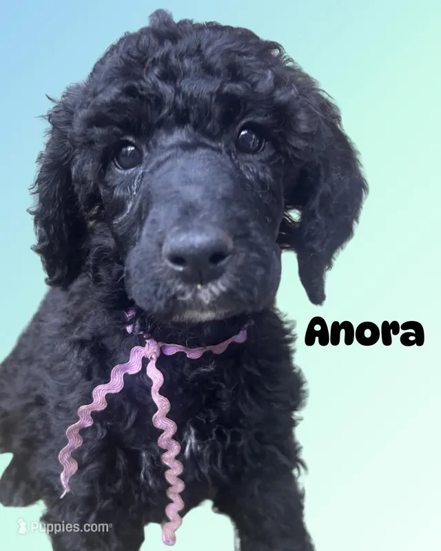 Anora – Poodle - Standard  puppy for sale in Baltimore, MD