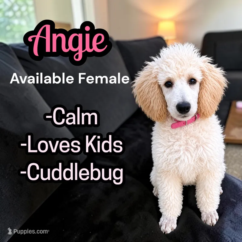 Angie – Poodle - Standard  puppy for sale in Baltimore, MD
