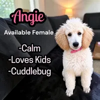 Angie, a female Poodle - Standard  for sale in Baltimore, MD – 1 of 6