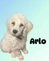 Arlo, a male Poodle - Standard  for sale in Baltimore, MD – 3 of 3
