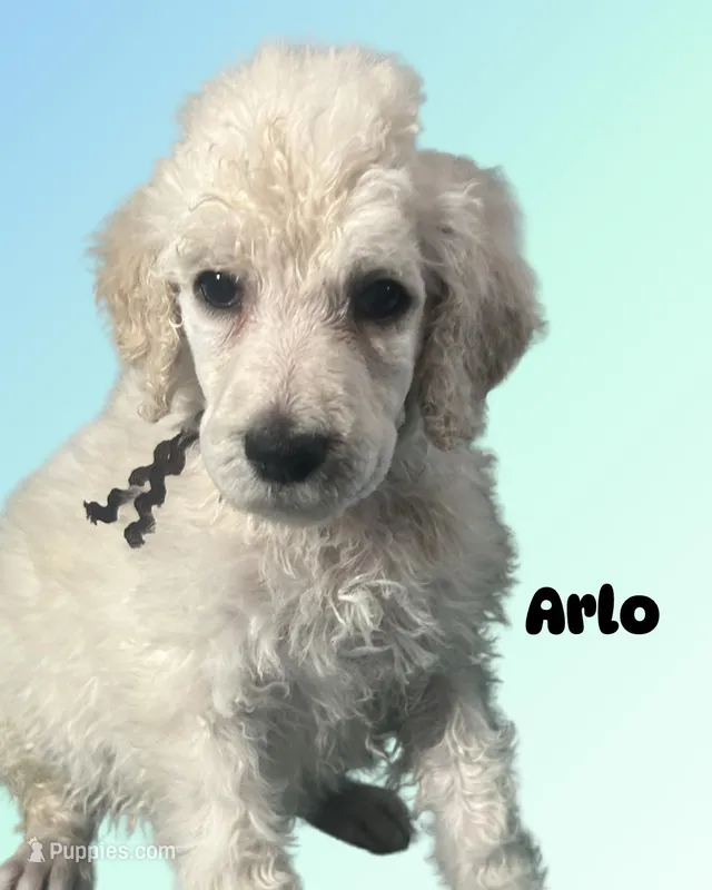 Arlo – Poodle - Standard  puppy for sale in Baltimore, MD