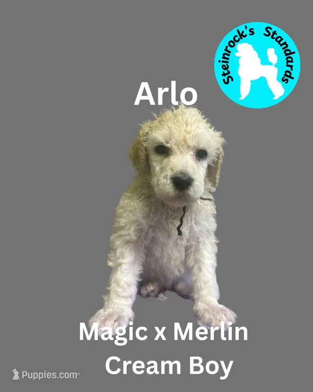 Arlo – Poodle - Standard  puppy for sale in Baltimore, MD