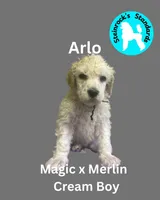 Arlo, a male Poodle - Standard  for sale in Baltimore, MD – Photo 1 of 4