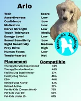 Arlo, a male Poodle - Standard  for sale in Baltimore, MD – 2 of 3