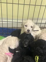 Arlo, a male Poodle - Standard  for sale in Baltimore, MD – Photo 4 of 4