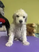 Arlo, a male Poodle - Standard  for sale in Baltimore, MD – Photo 3 of 4