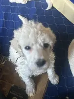 Arlo, a male Poodle - Standard  for sale in Baltimore, MD – Photo 2 of 4