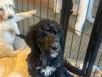 Albus, a male Poodle - Standard  for sale in Baltimore, MD – Photo 3 of 4