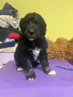 Albus, a male Poodle - Standard  for sale in Baltimore, MD – Photo 4 of 4