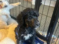 Albus, a male Poodle - Standard  for sale in Baltimore, MD – Photo 2 of 4