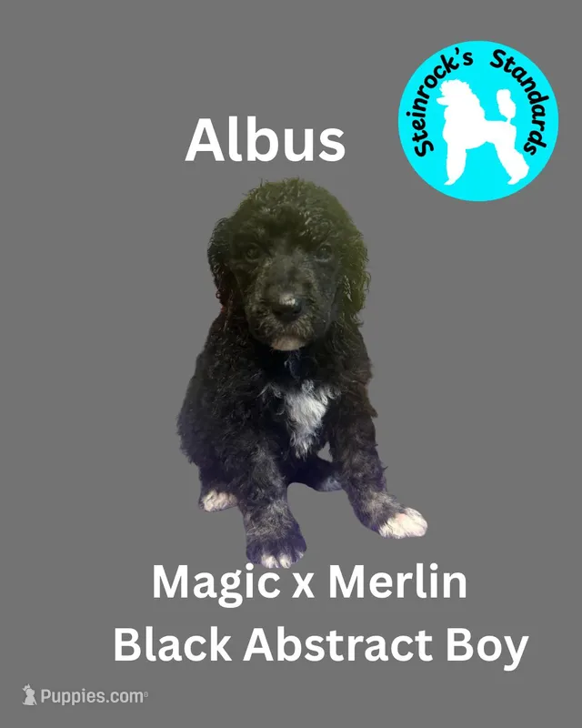 Albus – Poodle - Standard  puppy for sale in Baltimore, MD