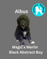 Albus, a male Poodle - Standard  for sale in Baltimore, MD – Photo 1 of 4