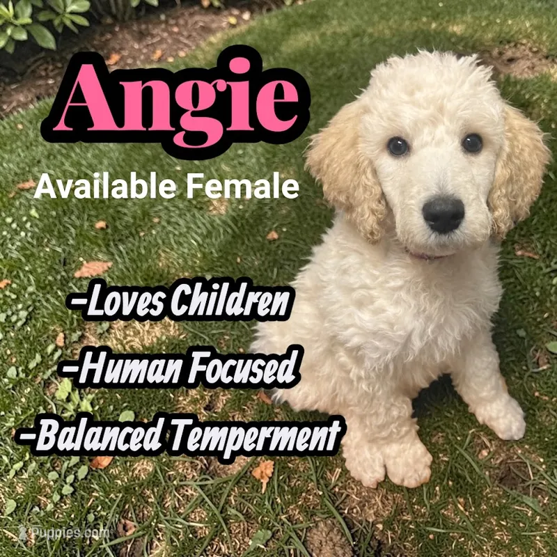 Angie – Poodle - Standard  puppy for sale in Baltimore, MD