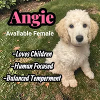 Angie, a female Poodle - Standard  for sale in Baltimore, MD – 1 of 3