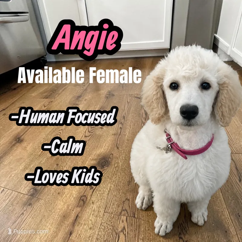 Angie – Poodle - Standard  puppy for sale in Baltimore, MD