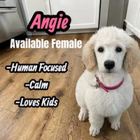 Angie, a female Poodle - Standard  for sale in Baltimore, MD – 2 of 6