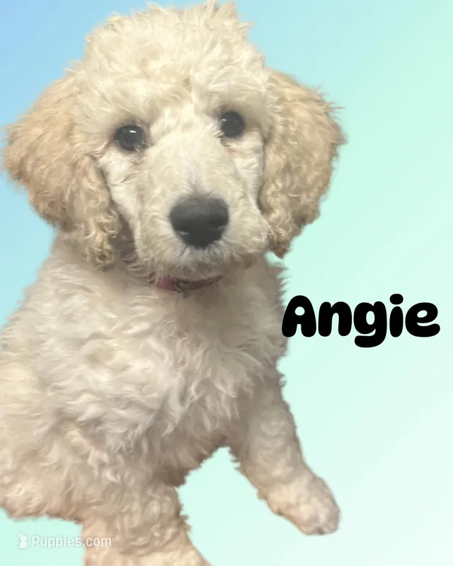 Angie – Poodle - Standard  puppy for sale in Baltimore, MD