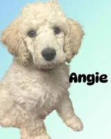 Angie, a female Poodle - Standard  for sale in Baltimore, MD – 3 of 3