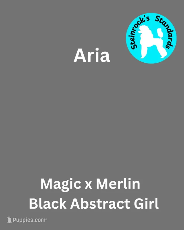 Angie – Poodle - Standard  puppy for sale in Baltimore, MD