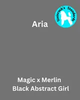 Angie, a female Poodle - Standard  for sale in Baltimore, MD – Photo 1 of 5