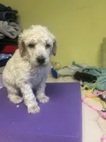 Angie, a female Poodle - Standard  for sale in Baltimore, MD – Photo 5 of 5