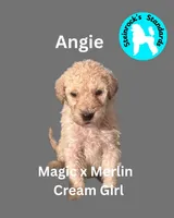 Angie, a female Poodle - Standard  for sale in Baltimore, MD – Photo 3 of 5