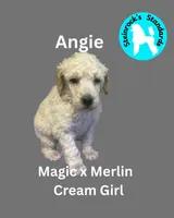 Angie, a female Poodle - Standard  for sale in Baltimore, MD – Photo 2 of 5