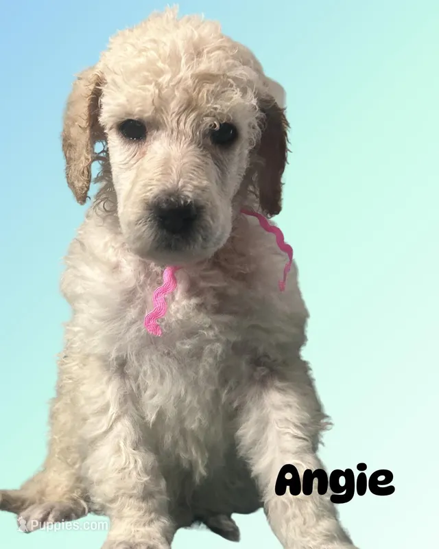 Angie – Poodle - Standard  puppy for sale in Baltimore, MD