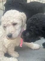 Angie, a female Poodle - Standard  for sale in Baltimore, MD – Photo 4 of 5