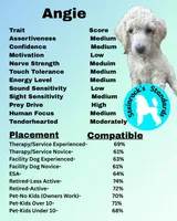 Angie, a female Poodle - Standard  for sale in Baltimore, MD – 2 of 3