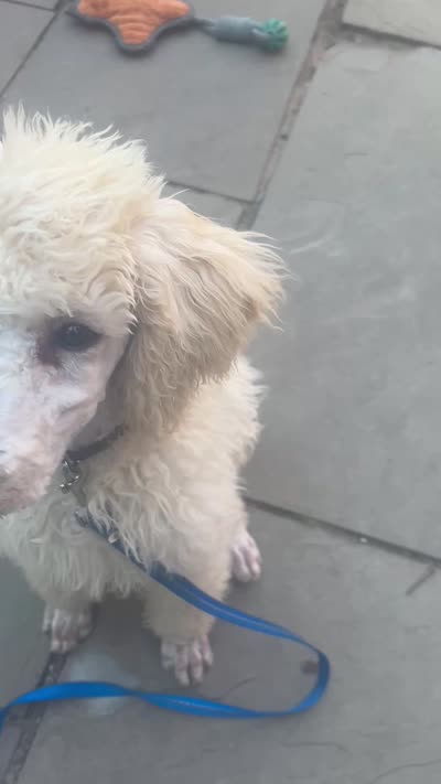 Arlo, a male Poodle - Standard  for sale in Baltimore, MD – 6 of 6