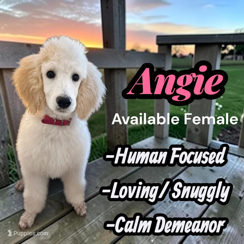 Angie – Poodle - Standard  puppy for sale in Baltimore, MD