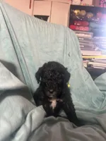 Alastor , a male Poodle - Standard  for sale in Baltimore, MD – Photo 4 of 4