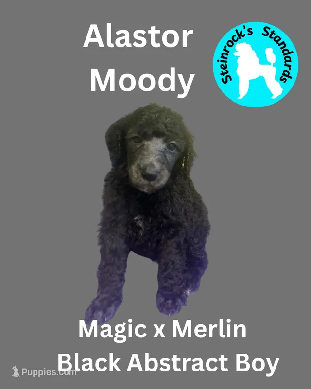 Alastor  – Poodle - Standard  puppy for sale in Baltimore, MD