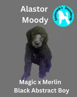 Alastor , a male Poodle - Standard  for sale in Baltimore, MD – Photo 1 of 4