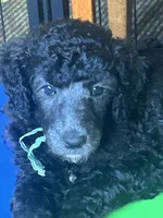 Alastor , a male Poodle - Standard  for sale in Baltimore, MD – Photo 3 of 4