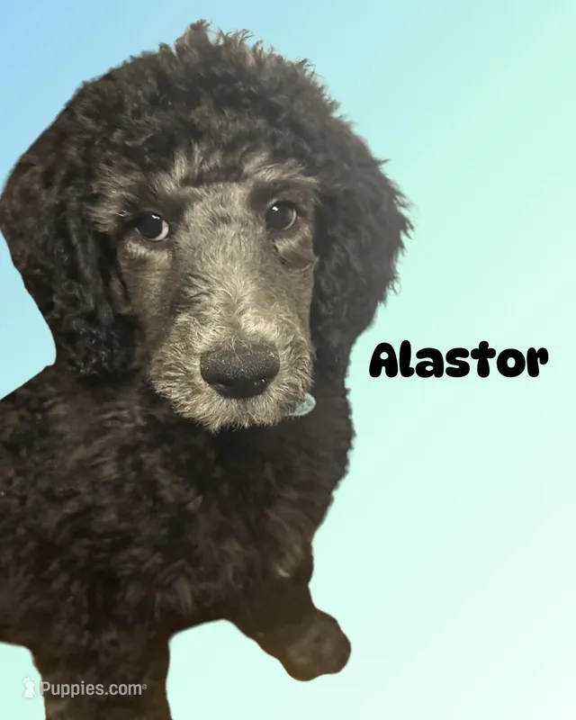 Alastor  – Poodle - Standard  puppy for sale in Baltimore, MD