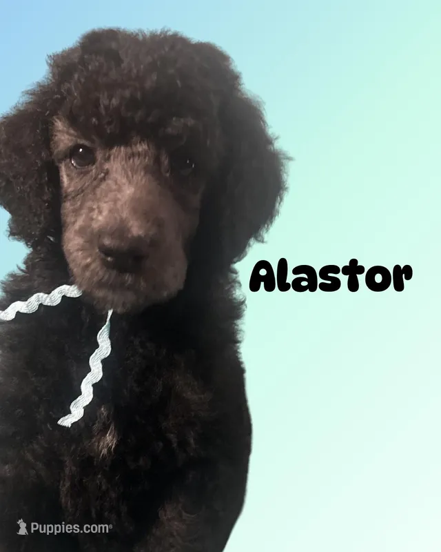 Alastor  – Poodle - Standard  puppy for sale in Baltimore, MD