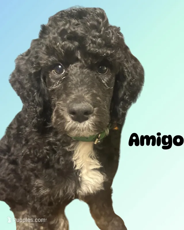 Amigo – Poodle - Standard  puppy for sale in Baltimore, MD