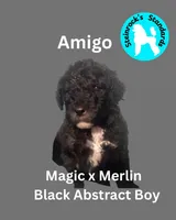 Amigo, a male Poodle - Standard  for sale in Baltimore, MD – Photo 2 of 3