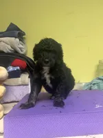 Amigo, a male Poodle - Standard  for sale in Baltimore, MD – Photo 3 of 3