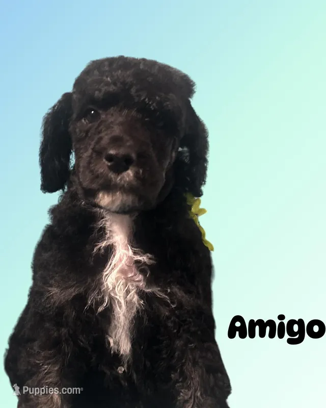 Amigo – Poodle - Standard  puppy for sale in Baltimore, MD