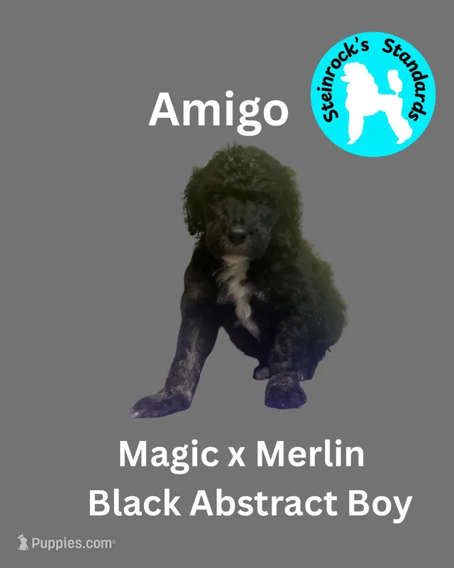 Amigo – Poodle - Standard  puppy for sale in Baltimore, MD