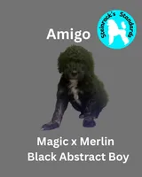 Amigo, a male Poodle - Standard  for sale in Baltimore, MD – Photo 1 of 3