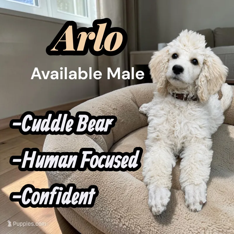 Arlo – Poodle - Standard  puppy for sale in Baltimore, MD
