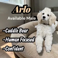 Arlo, a male Poodle - Standard  for sale in Baltimore, MD – 1 of 3