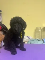 Aria, a female Poodle - Standard  for sale in Baltimore, MD – Photo 5 of 5